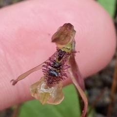 Chiloglottis sylvestris at Fitzroy Falls, NSW - 2 Apr 2023