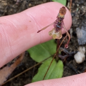 Chiloglottis sylvestris at Fitzroy Falls, NSW - 2 Apr 2023