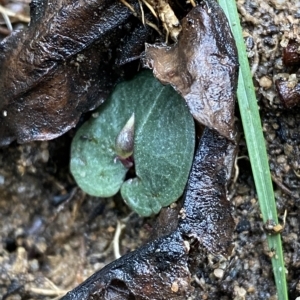 Corybas aconitiflorus at Fitzroy Falls, NSW - 2 Apr 2023