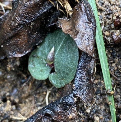 Corybas aconitiflorus (Spurred Helmet Orchid) at Wingecarribee Local Government Area - 2 Apr 2023 by Tapirlord