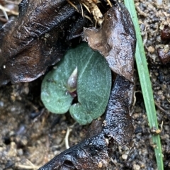 Corybas aconitiflorus at Fitzroy Falls, NSW - suppressed