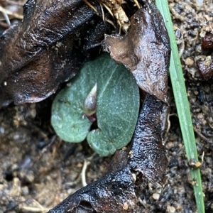 Corybas aconitiflorus at Fitzroy Falls, NSW - 2 Apr 2023