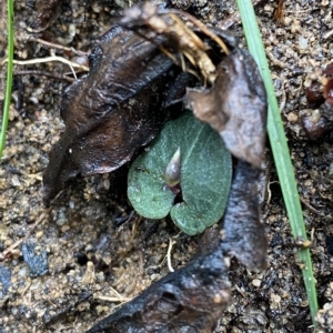 Corybas aconitiflorus at Fitzroy Falls, NSW - 2 Apr 2023