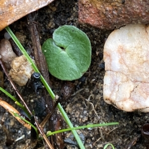 Corybas aconitiflorus at Fitzroy Falls, NSW - suppressed
