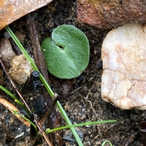 Corybas aconitiflorus at Fitzroy Falls, NSW - 2 Apr 2023