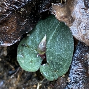 Corybas aconitiflorus at Fitzroy Falls, NSW - 2 Apr 2023