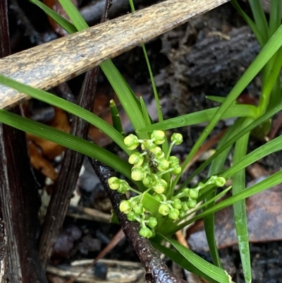 Lomandra filiformis (Wattle Mat-rush) at Morton National Park - 2 Apr 2023 by Tapirlord