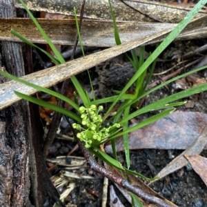 Lomandra filiformis at Fitzroy Falls, NSW - 2 Apr 2023