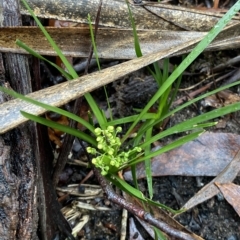 Lomandra filiformis at Fitzroy Falls, NSW - 2 Apr 2023 12:49 PM