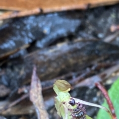 Chiloglottis sylvestris (Small Wasp Orchid) at Morton National Park - 2 Apr 2023 by Tapirlord