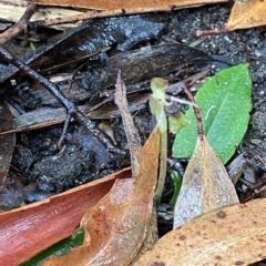 Chiloglottis sylvestris at Fitzroy Falls, NSW - 2 Apr 2023