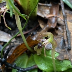 Chiloglottis sylvestris at Fitzroy Falls, NSW - suppressed