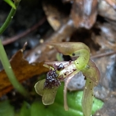 Chiloglottis sylvestris at Fitzroy Falls, NSW - 2 Apr 2023