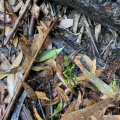 Pseudolycopodium densum (Bushy Club Moss) at Fitzroy Falls, NSW - 2 Apr 2023 by Tapirlord