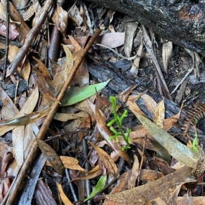 Pseudolycopodium densum at Fitzroy Falls, NSW - suppressed