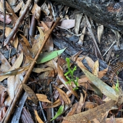 Lycopodium deuterodensum (Bushy Club Moss) at Fitzroy Falls - 2 Apr 2023 by Tapirlord