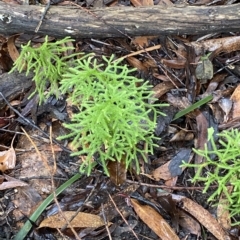 Pseudolycopodium densum at Fitzroy Falls, NSW - 2 Apr 2023