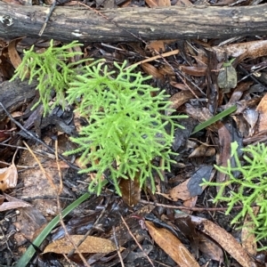 Pseudolycopodium densum at Fitzroy Falls, NSW - suppressed