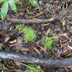 Pseudolycopodium densum at Fitzroy Falls, NSW - suppressed