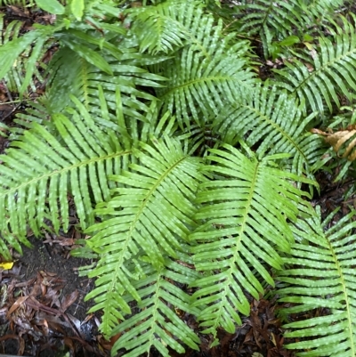 Blechnum cartilagineum (Gristle Fern) at Wingecarribee Local Government Area - 2 Apr 2023 by Tapirlord
