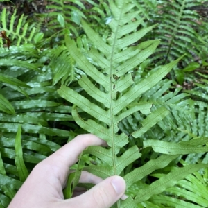 Blechnum cartilagineum at Fitzroy Falls, NSW - 2 Apr 2023