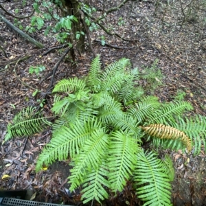 Blechnum cartilagineum at Fitzroy Falls, NSW - suppressed