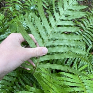 Blechnum cartilagineum at Fitzroy Falls, NSW - 2 Apr 2023