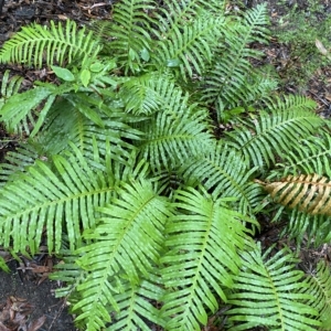 Blechnum cartilagineum at Fitzroy Falls, NSW - suppressed