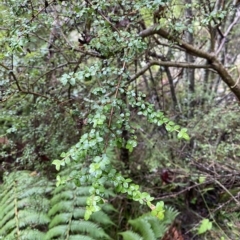 Coprosma quadrifida (Prickly Currant Bush, Native Currant) at Fitzroy Falls - 2 Apr 2023 by Tapirlord
