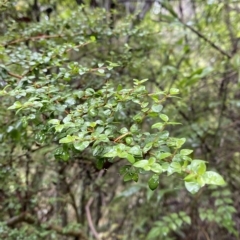 Coprosma quadrifida at Fitzroy Falls, NSW - 2 Apr 2023