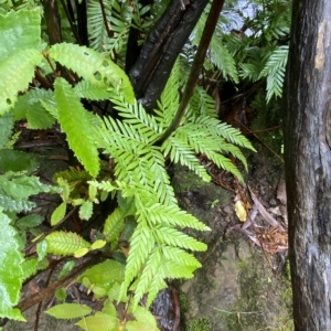 Todea barbara at Wildes Meadow, NSW - suppressed