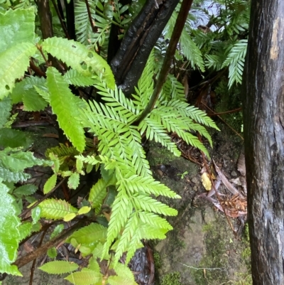 Todea barbara (King Fern) at Wildes Meadow, NSW - 2 Apr 2023 by Tapirlord