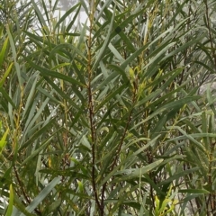 Acacia longifolia (Sydney Golden Wattle) at Morton National Park - 2 Apr 2023 by Tapirlord
