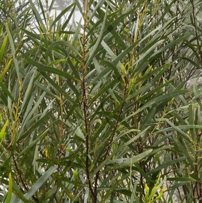 Acacia longifolia (Sydney Golden Wattle) at Wildes Meadow, NSW - 2 Apr 2023 by Tapirlord