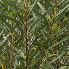 Acacia longifolia at Wildes Meadow, NSW - 2 Apr 2023