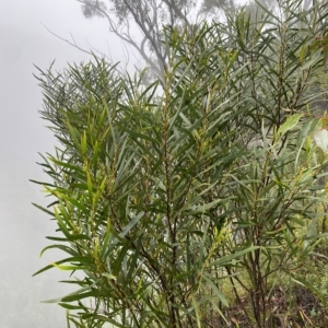 Acacia longifolia at Wildes Meadow, NSW - 2 Apr 2023