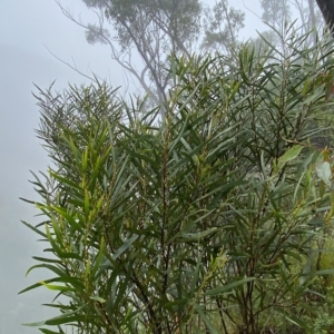 Acacia longifolia at Wildes Meadow, NSW - 2 Apr 2023