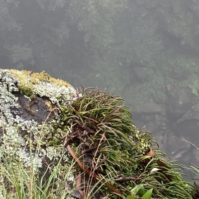 Dockrillia striolata (Streaked Rock Orchid) at Morton National Park - 2 Apr 2023 by Tapirlord