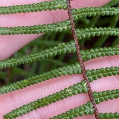 Gleichenia dicarpa (Wiry Coral Fern) at Morton National Park - 2 Apr 2023 by Tapirlord