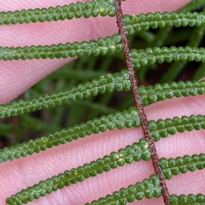 Gleichenia dicarpa at Barrengarry, NSW - suppressed