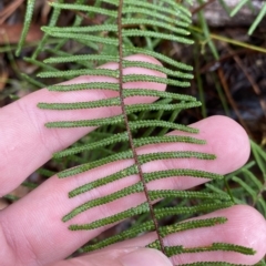 Gleichenia dicarpa at Barrengarry, NSW - suppressed