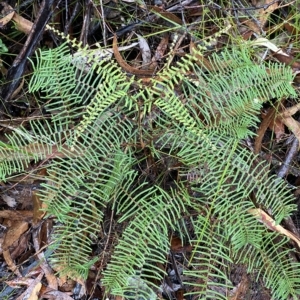 Gleichenia dicarpa at Barrengarry, NSW - suppressed