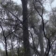 Eucalyptus sieberi at Barrengarry, NSW - 2 Apr 2023