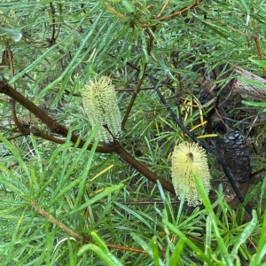 Banksia spinulosa at Robertson, NSW - 2 Apr 2023