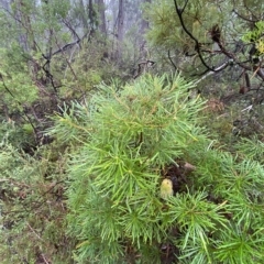 Banksia spinulosa at Robertson, NSW - 2 Apr 2023 11:26 AM