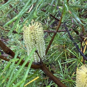 Banksia spinulosa at Robertson, NSW - 2 Apr 2023