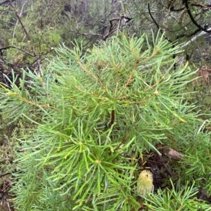 Banksia spinulosa at Robertson, NSW - 2 Apr 2023 11:26 AM