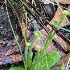 Solenogyne gunnii (Solengyne) at Barrengarry, NSW - 2 Apr 2023 by Tapirlord