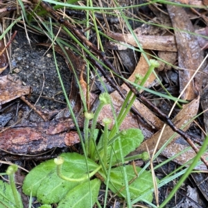 Solenogyne gunnii at Barrengarry, NSW - 2 Apr 2023 11:24 AM