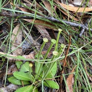 Solenogyne gunnii at Barrengarry, NSW - 2 Apr 2023 11:24 AM